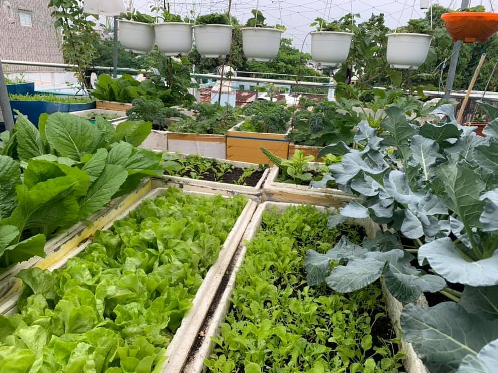 Hành trình làm nông dân sân thượng của người phụ nữ Đà Nẵng yêu vườn - 2 Hành trình làm nông dân sân thượng của người phụ nữ Đà Nẵng yêu vườn - 2