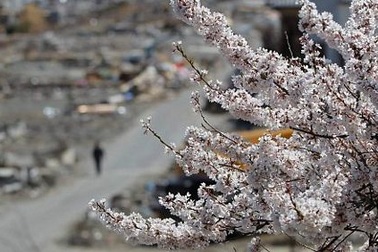 Ngắm hoa anh đào tại vùng thảm họa