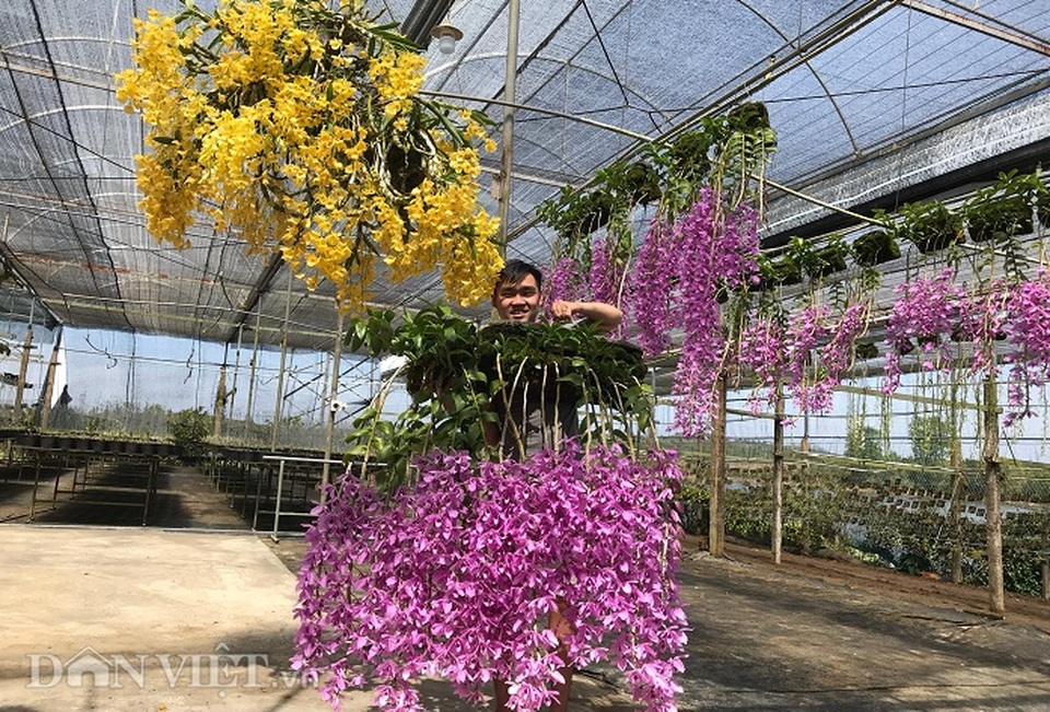 Giàn phong lan giả hạc thanh củi khủng của 9X Lâm Đồng - 10 Giàn phong lan giả hạc thanh củi khủng của 9X Lâm Đồng - 10