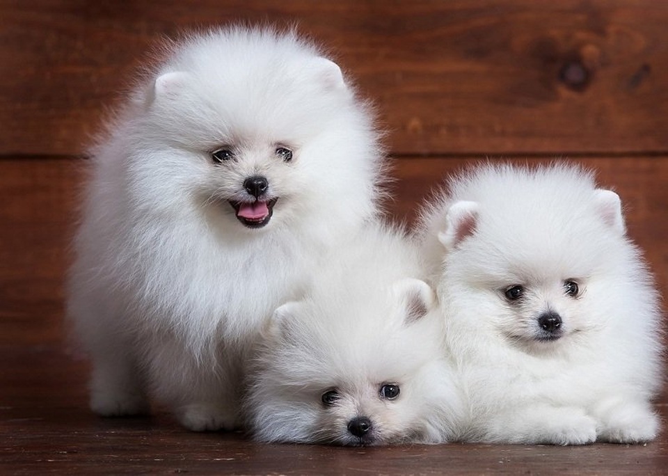 Chỉ 8 triệu đồng, 2 năm làm chơi ăn thật chàng sinh viên mua nhà Hà Nội - 2 Chỉ 8 triệu đồng, 2 năm làm chơi ăn thật chàng sinh viên mua nhà Hà Nội - 2