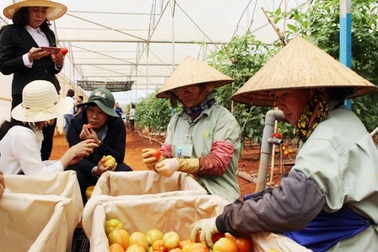 Đi tìm nguồn cung rau sạch cho 10 triệu dân Sài Gòn