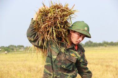 Bộ đội xuống đồng giúp dân gặt lúa chống úng