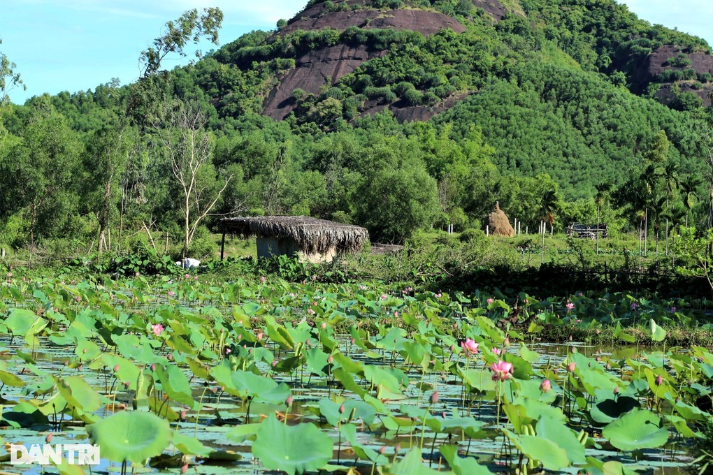 Đẹp ngỡ ngàng những cánh đồng sen gần phố cổ Hội An - 9 Đẹp ngỡ ngàng những cánh đồng sen gần phố cổ Hội An - 9