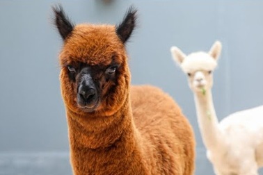 Quán cà phê ở Sài Gòn cho khách chơi với lạc đà