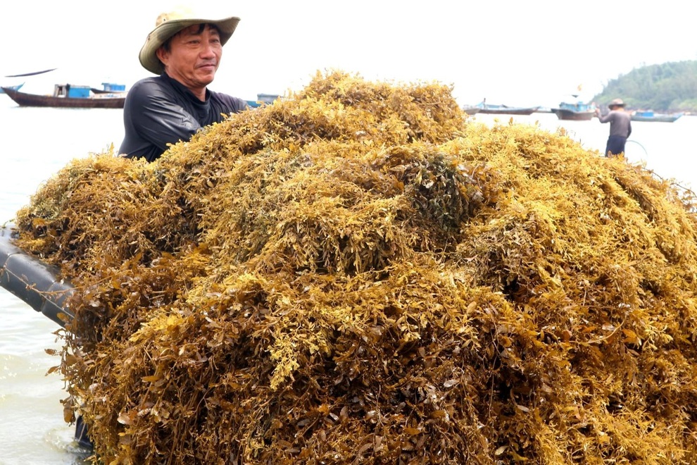 Liều mưu sinh dưới đáy biển sâu, người hái rong mơ kiếm tiền triệu mỗi ngày - 3 Liều mưu sinh dưới đáy biển sâu, người hái rong mơ kiếm tiền triệu mỗi ngày - 3