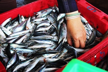 Được "lộc biển", ngư dân Nam Trung Bộ bỏ túi trăm triệu mỗi chuyến ra khơi