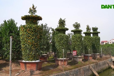 Chiêm ngưỡng những cặp quýt lục bình "khủng" sẵn sàng vào vụ Tết