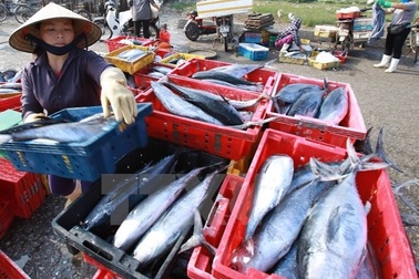 Phó Thủ tướng chỉ đạo “dỡ kho” hải sản tồn, đền bù cho người dân