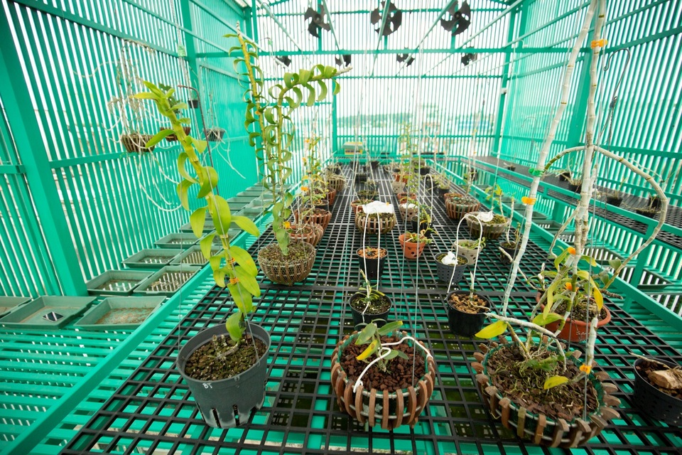 Nghệ nhân Lê Đăng Khoa chia sẻ đặc điểm sinh trưởng và chăm sóc Lan Phi Điệp Var đúng chuẩn - 3 Nghệ nhân Lê Đăng Khoa chia sẻ đặc điểm sinh trưởng và chăm sóc Lan Phi Điệp Var đúng chuẩn - 3