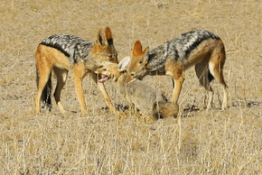 Cái kết bi thảm của cáo khi lọt vào vòng vây của chó rừng