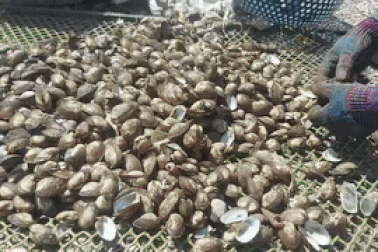 Trúng hàng trăm tấn "lộc trời", ngư dân đếm tiền mỏi tay