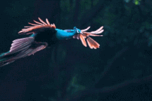 Khoảnh khắc tuyệt đẹp khi chim công cất cánh bay trên trời