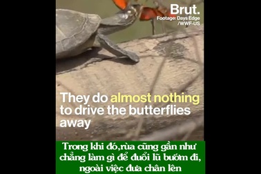 Bươm bướm uống nước mắt rùa: Bí mật đằng sau hiện tượng tự nhiên kỳ thú!