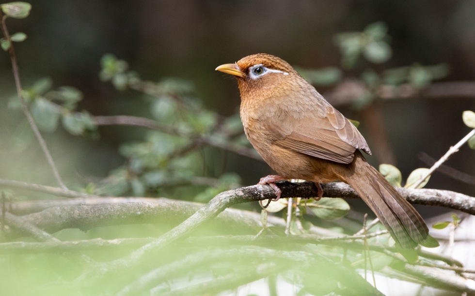 Loài chim cảnh quen thuộc có tên trong Sách đỏ, người nuôi có thể bị phạt