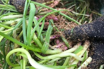 Quảng Ngãi: "Cay mắt" vì hành tím héo rũ phục vụ Tết 2018