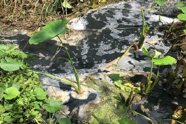 Nhà máy tinh bột sắn xả thải "bức tử" sông Dinh