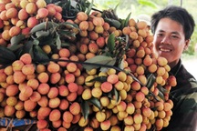 Nông dân thu nhập cao từ vải thiều