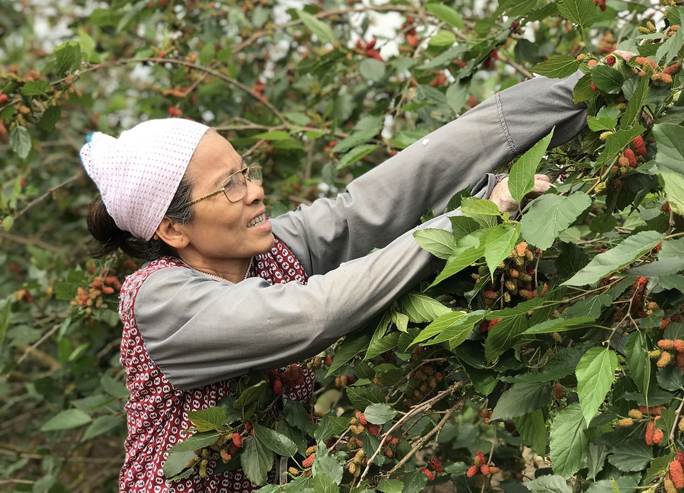Hái dâu tằm hoa mắt đỏ tay, dân Hà Nội phấn khởi thu về bạc triệu - 1 Hái dâu tằm hoa mắt đỏ tay, dân Hà Nội phấn khởi thu về bạc triệu - 1
