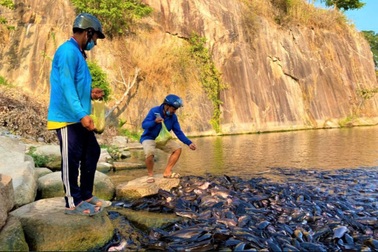 Đầu năm thăm ngôi chùa có hàng ngàn con cá trê nổi kín mặt hồ