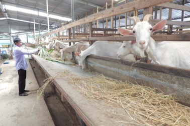 Tiền Giang: Tỷ lệ hộ nghèo giảm vượt chỉ tiêu đề ra