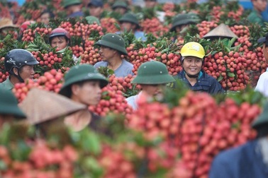 Hơn 300 người Trung Quốc được phép nhập cảnh vào Việt Nam mua vải thiều