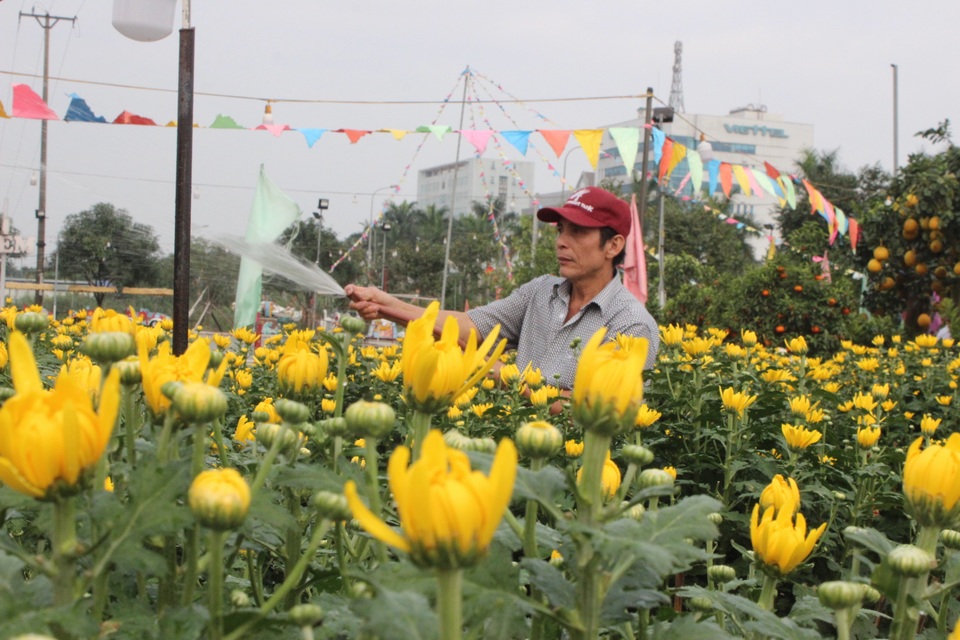 Mê mẩn với cây mai cổ thụ hơn 40 năm tuổi có giá 100 triệu đồng - 12 Mê mẩn với cây mai cổ thụ hơn 40 năm tuổi có giá 100 triệu đồng - 12