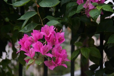 Vợ cũ lên xe hoa, chồng ôm con ứa nước mắt