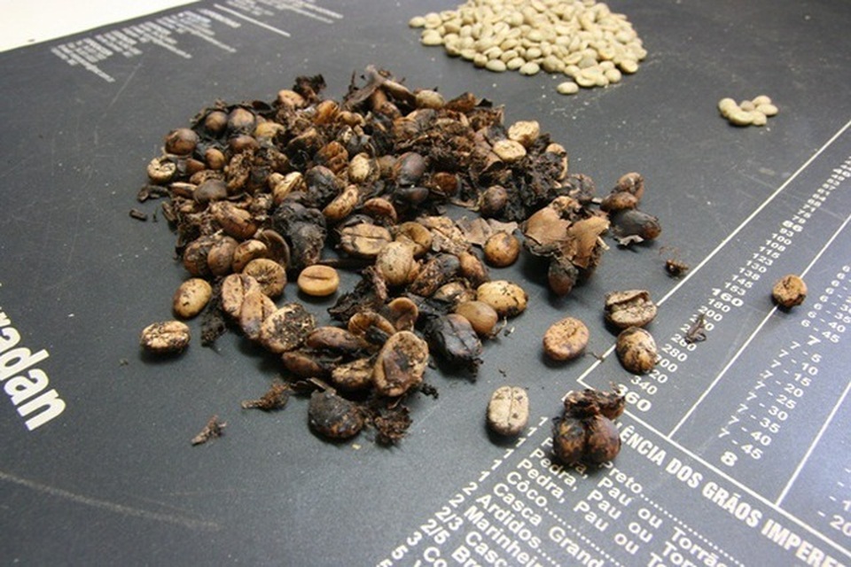 Độc lạ những loại cà phê làm từ phân động vật, giá vài chục triệu đồng/kg - 4 Độc lạ những loại cà phê làm từ phân động vật, giá vài chục triệu đồng/kg - 4