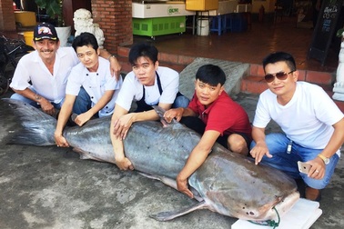 Cá tra dầu “khủng” 210kg từ Campuchia về TPHCM