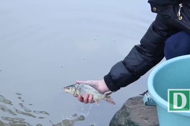 Người Hà Nội thả cá chép sớm tiễn Táo quân về trời