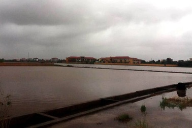 Chính phủ cấp gần 1.000 tấn hạt giống cho 4 tỉnh "trắng tay" vì bão