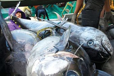 Cá biển: sâu nào làm rầu canh?