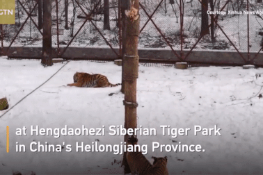 Vườn thú huấn luyện hổ trèo cây để kiếm mồi