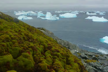 Nam Cực đang được “phủ xanh” do hiện tượng nóng lên toàn cầu
