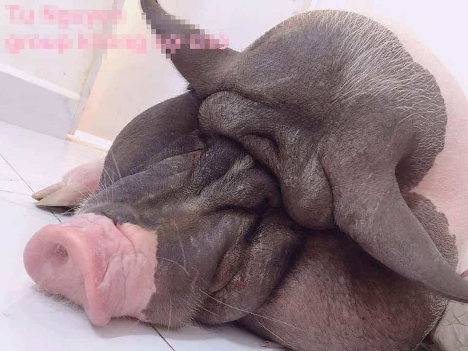 Cơn sốt lạ 2019: Mặc áo thịt lợn, ngồi cười khó hiểu với cái lò xo - 4 Cơn sốt lạ 2019: Mặc áo thịt lợn, ngồi cười khó hiểu với cái lò xo - 4