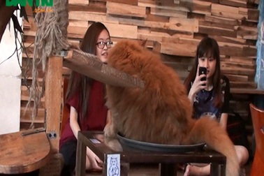 Độc đáo cà phê thú cưng ở Sài Gòn