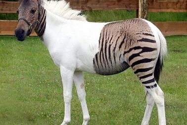 Những động vật lai có vẻ ngoài kỳ quặc "khó đỡ"