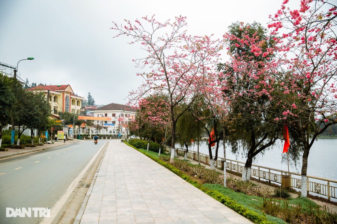 Sắc hoa anh đào Nhật Bản khoe sắc rực rỡ tại Sa Pa - 2 Sắc hoa anh đào Nhật Bản khoe sắc rực rỡ tại Sa Pa - 2