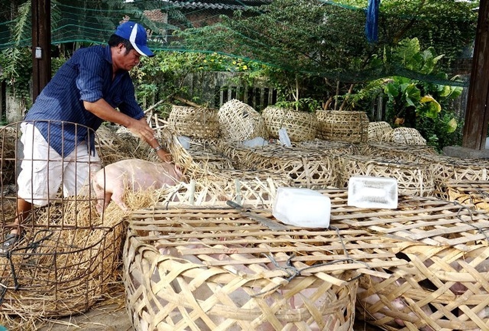 Giữa mùa khan hiếm, đắt đỏ tìm về chợ heo giống độc nhất Việt Nam - 9 Giữa mùa khan hiếm, đắt đỏ tìm về chợ heo giống độc nhất Việt Nam - 9