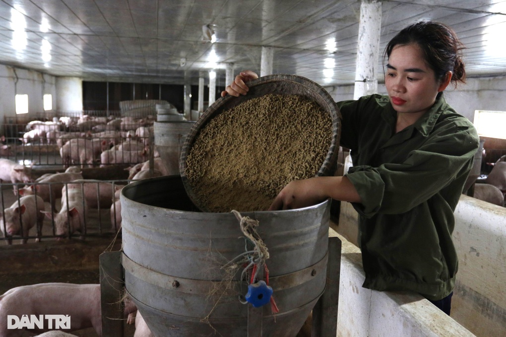 Sau biến cố, nhân viên y tế đầu tư nuôi lợn bằng thảo dược, lãi khủng - 6 Sau biến cố, nhân viên y tế đầu tư nuôi lợn bằng thảo dược, lãi khủng - 6