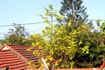 Thừa Thiên Huế vận động người dân trồng mai vàng trước ngõ