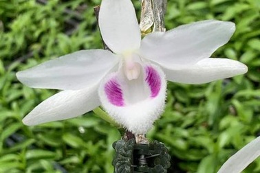 Trái đắng Phi điệp đột biến: Sắp nhiều như lan Hồ điệp