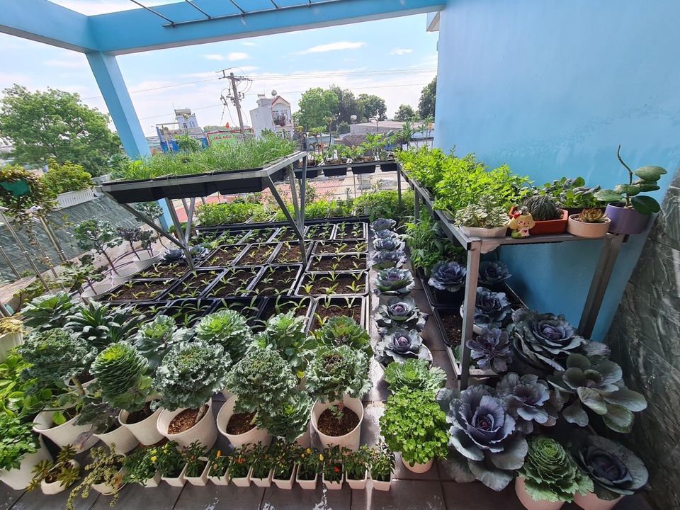 Trang trại rau 100m2 toàn giống lạ trên sân thượng của cô gái Bình Dương - 2 Trang trại rau 100m2 toàn giống lạ trên sân thượng của cô gái Bình Dương - 2