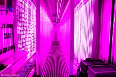 Bỏ việc ngân hàng sau khi tốt nghiệp Havard để trồng rau giữa New York