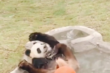 Thư giãn với những khoảnh khắc vui nhộn và hài hước của gấu trúc