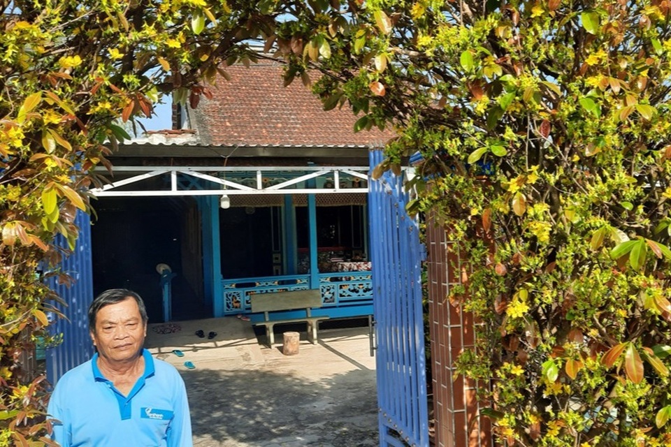 Độc đáo cổng rào làm bằng 2 cây mai vàng 30 năm tuổi - 5 Độc đáo cổng rào làm bằng 2 cây mai vàng 30 năm tuổi - 5