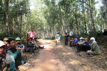 Thiếu đất sản xuất, dân ồ ạt chặt cây của lâm trường