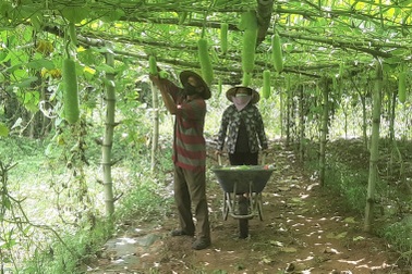 Người đàn ông Khmer: Hái bầu tặng bà con vùng cách ly khi nào hết mới thôi