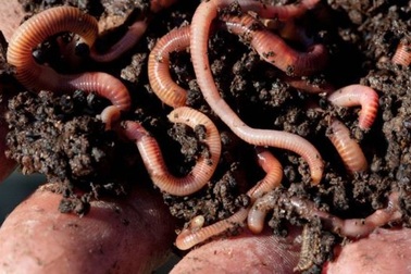 Giun và bọ chét dùng trong xử lý nước thải