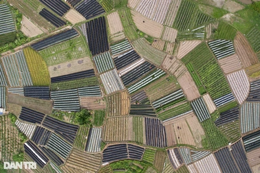 Vẻ đẹp kỳ thú từ những ruộng rau ở Hà Nội